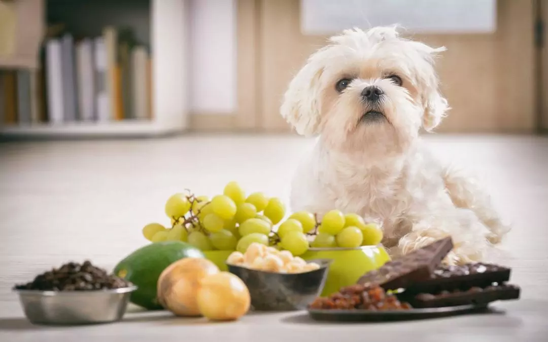 Porque é que os cães não podem comer uvas? Os cães podem ou não comer uvas?