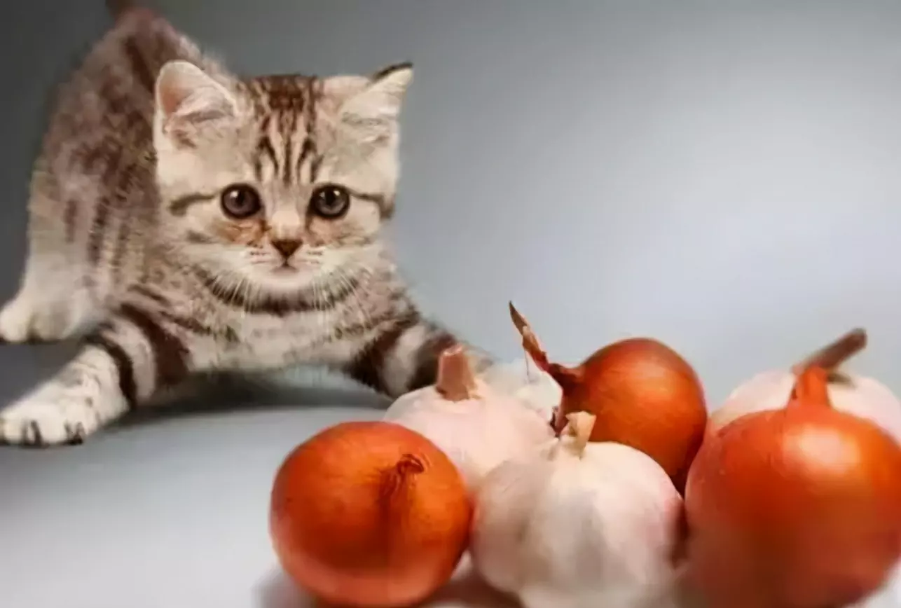 Os gatos podem comer alho? Porque é que os gatos não podem comer cebola e alho?