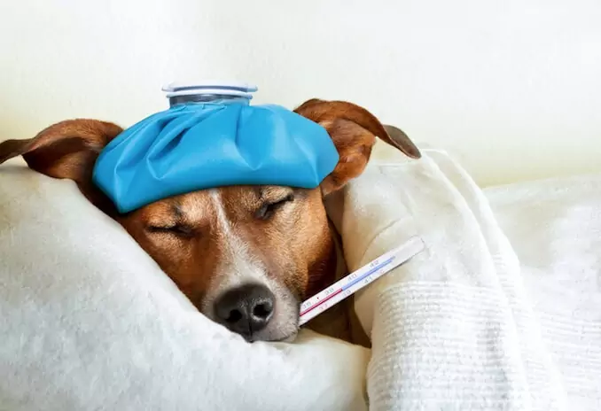 Como se pode saber se o seu cão está com febre? Causas da febre em cães