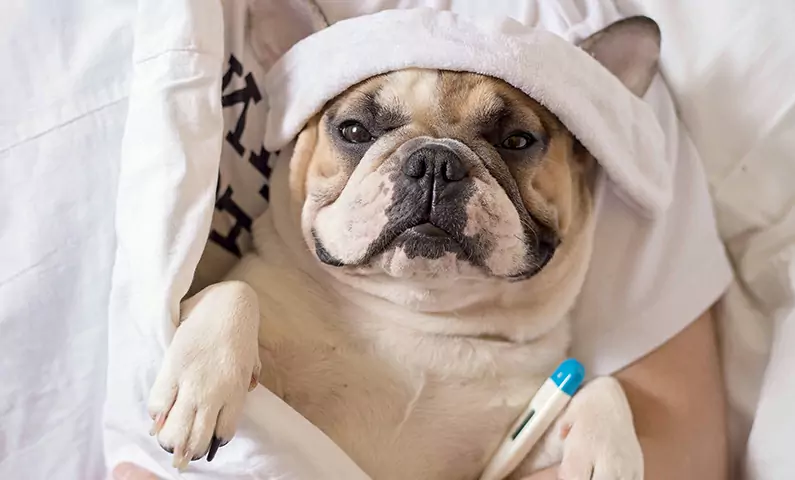 Os cães podem apanhar a gripe? Como é que a gripe canina se pode propagar?