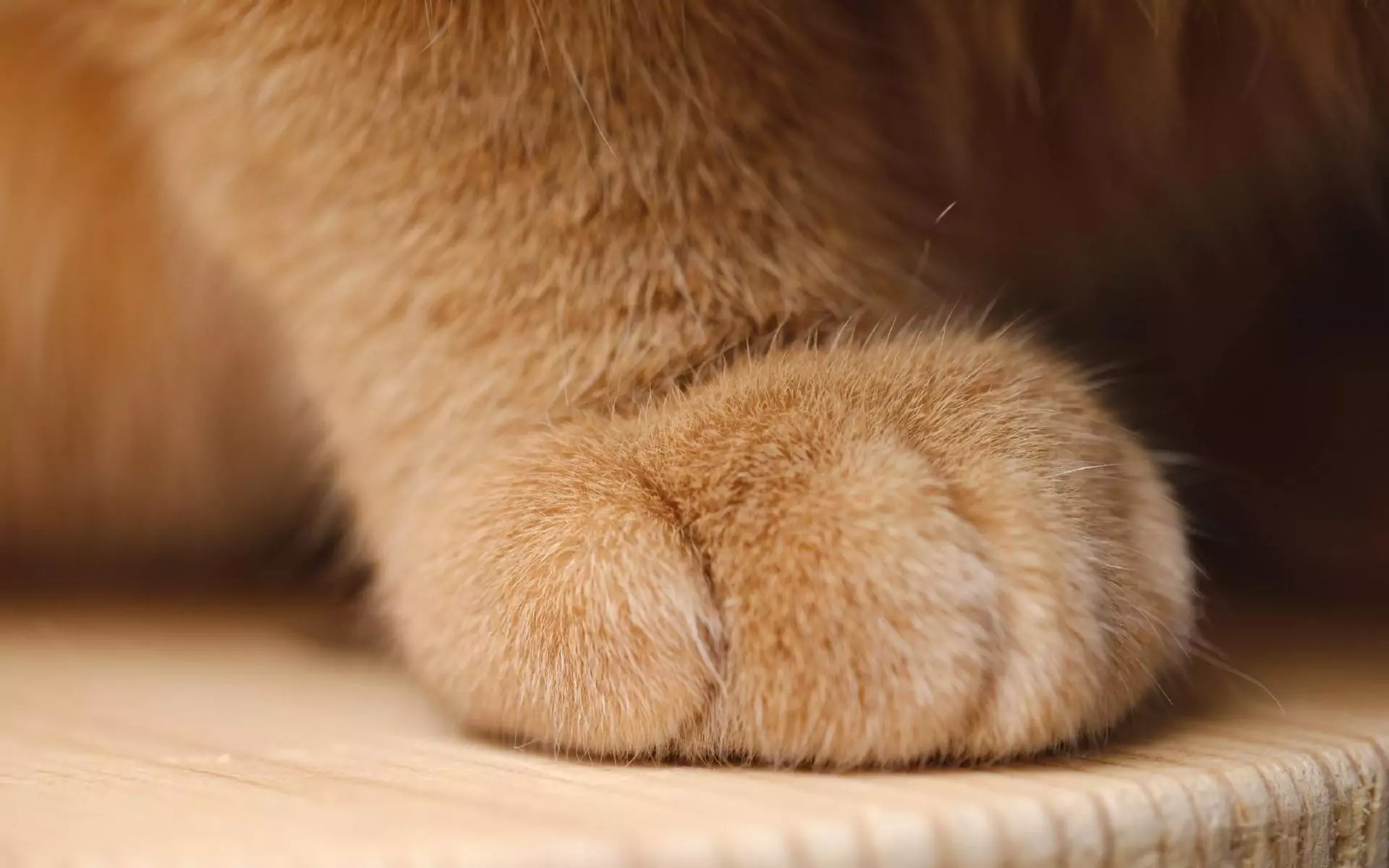 Quantos dedos dos pés tem um gato?