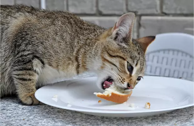 Os gatos podem comer pão? Porque é que os gatos adoram pão?