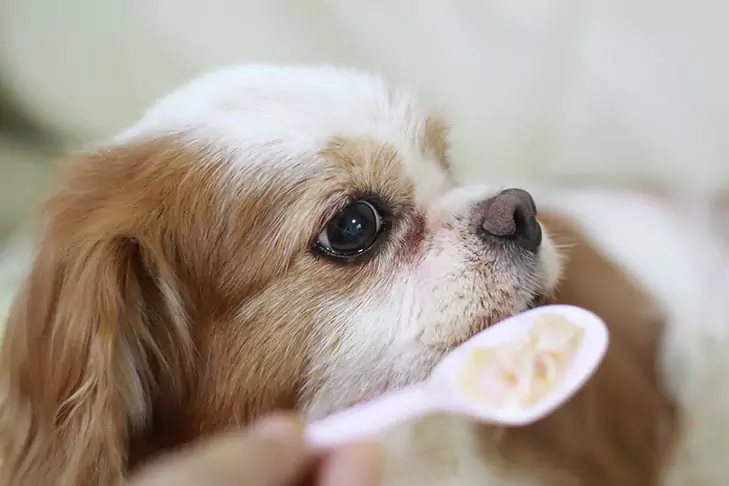 Os cães podem comer papas de aveia? Benefícios da papa de aveia para cães