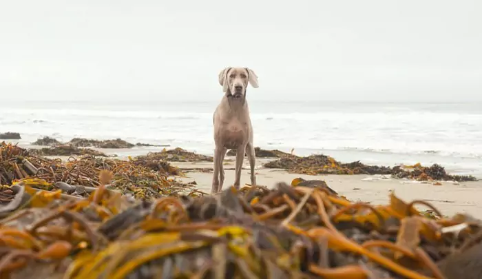 Os cães podem comer algas marinhas? Qual é a diferença entre algas marinhas e algas marinhas?