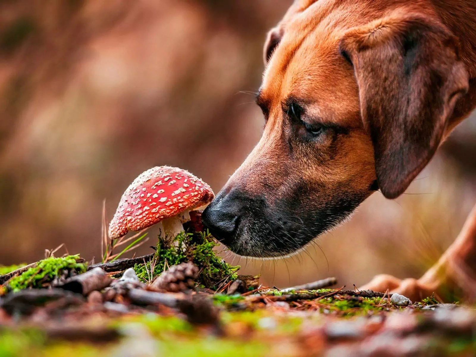 Os cães podem comer cogumelos? Qual é a nutrição de dar cogumelos aos cães?