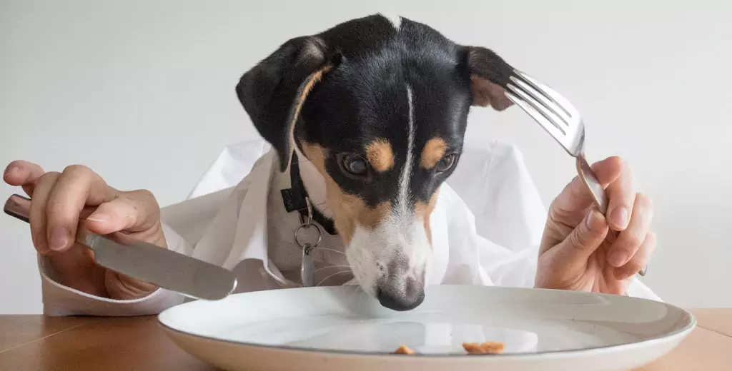 Os cães podem comer batatas? Quais são os benefícios das batatas para os cães? Os cães podem comer puré de batata?