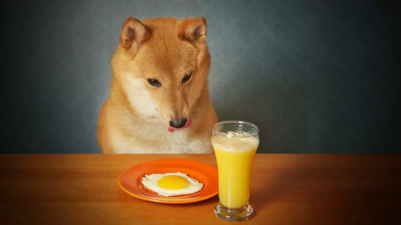 Os cães podem beber sumo de laranja?
