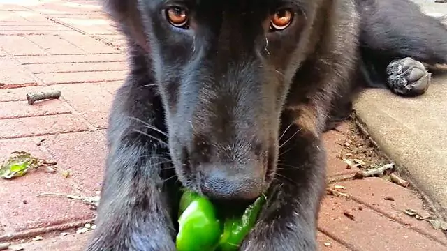 Os cães podem comer pimentos verdes? Como fazer quando um cão come pimentos verdes