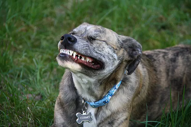 Os cães perdem os dentes?