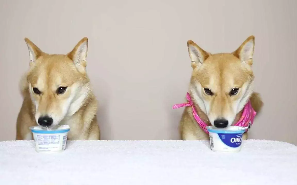 Os cães podem comer iogurte? Quais são os benefícios do iogurte para os cães?