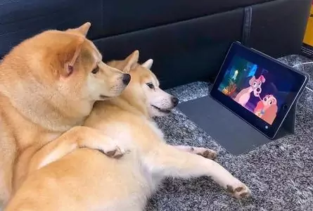 Os cães podem ver televisão? O que é que os cães vêem na televisão?