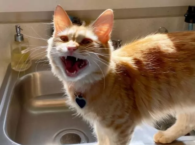 Porque é que os gatos fazem ruídos de assobio? A origem do som sibilante dos gatos