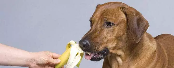 Os cães podem comer bananas? Quais são os benefícios das bananas para os cães?
