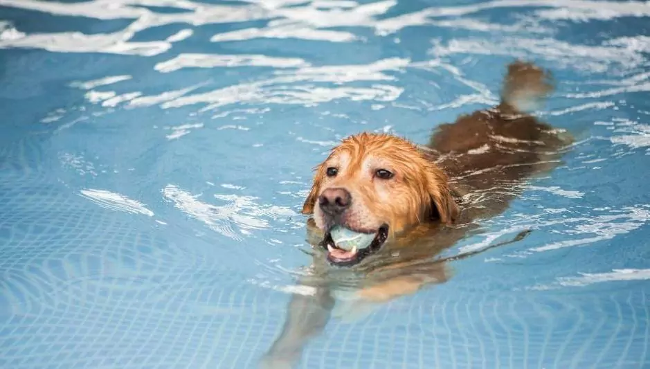 Será que todos os cães sabem nadar?