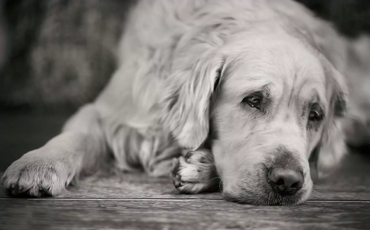 Os cães podem ficar deprimidos?
