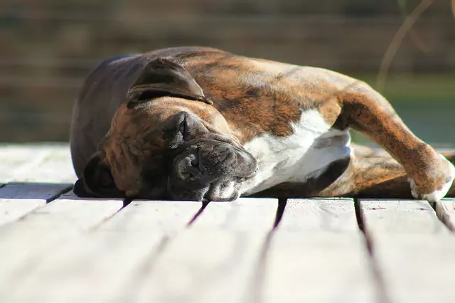 Porque é que os cães se contorcem quando dormem?