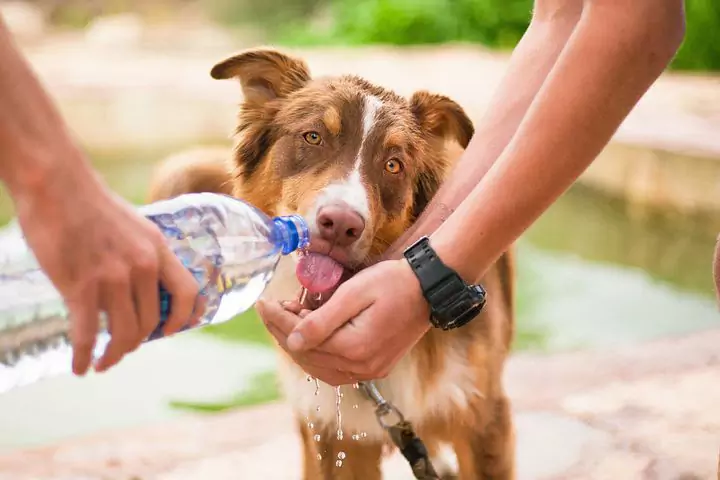 Quanta água deve beber um cão?