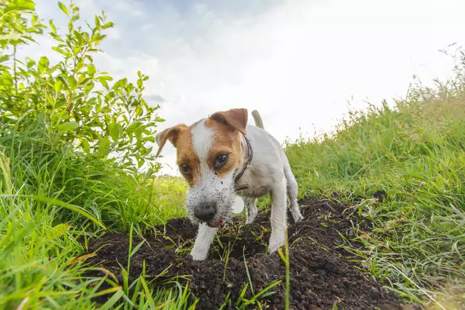 Porque é que os cães escavam Holes？Why os cães escavam sempre perto da cerca?