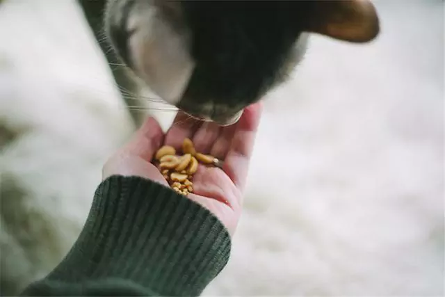 Os gatos podem comer manteiga de amendoim? Podem os gatos comer amendoins
