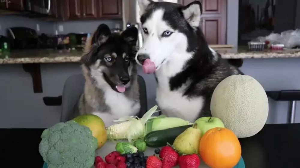 Os cães podem comer vegetais? Que vegetais é que os cães gostam de comer?