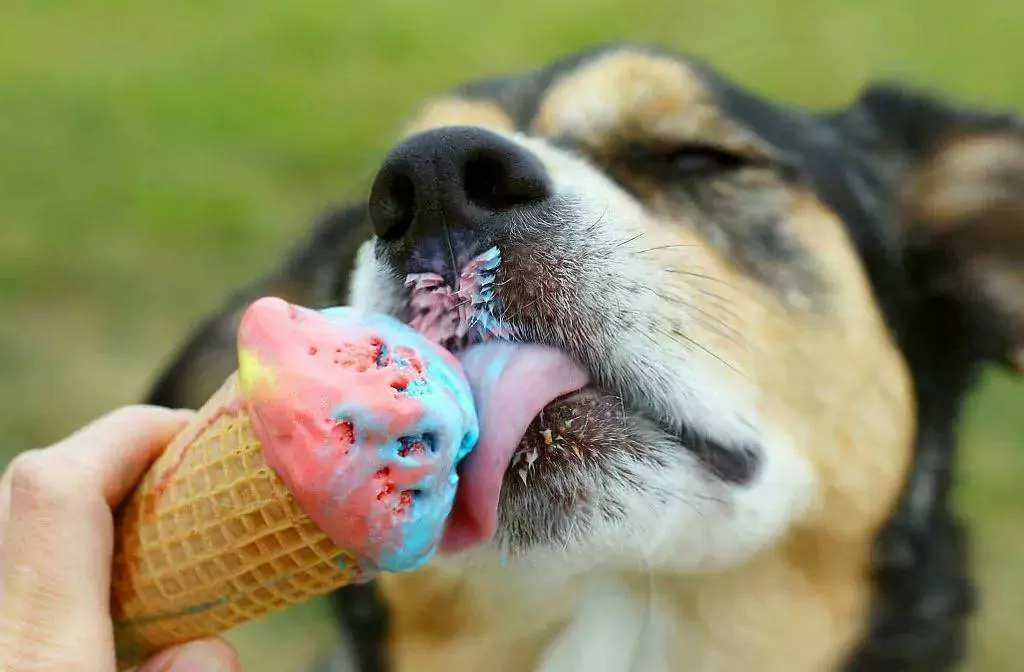Os cães podem comer gelado? Potenciais problemas de saúde dos gelados para cães