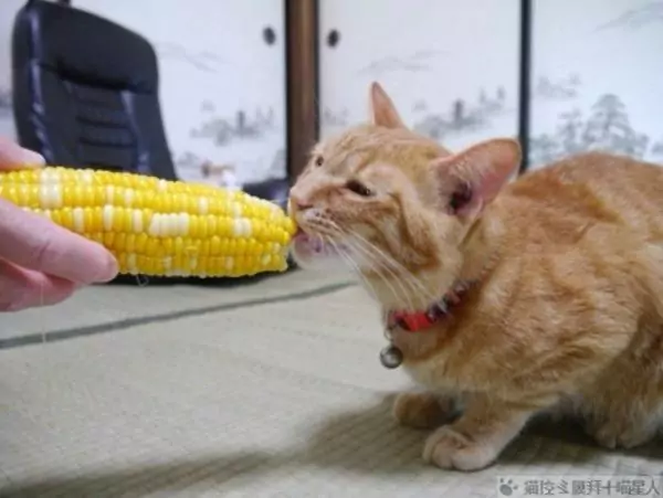 Os gatos podem comer milho? Dicas para a criação de gatos