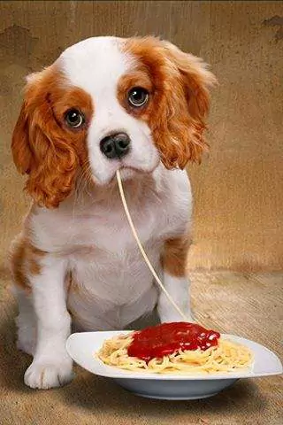 Os cães podem comer esparguete? Quais são os efeitos nocivos de comer esparguete a longo prazo em cães?