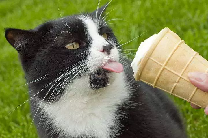 Os gatos podem comer gelado? Os gatos podem comer iogurte