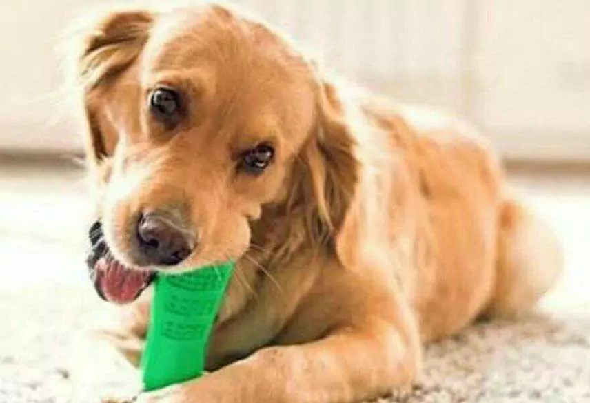 Como limpar a boca do cão em casa? Dicas para remover o odor da boca do cão