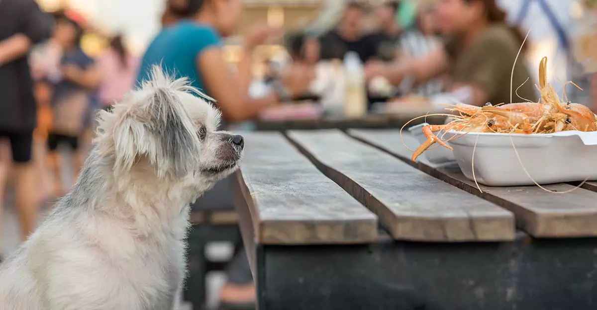 Os cães podem comer camarão? O camarão é bom para os cães?