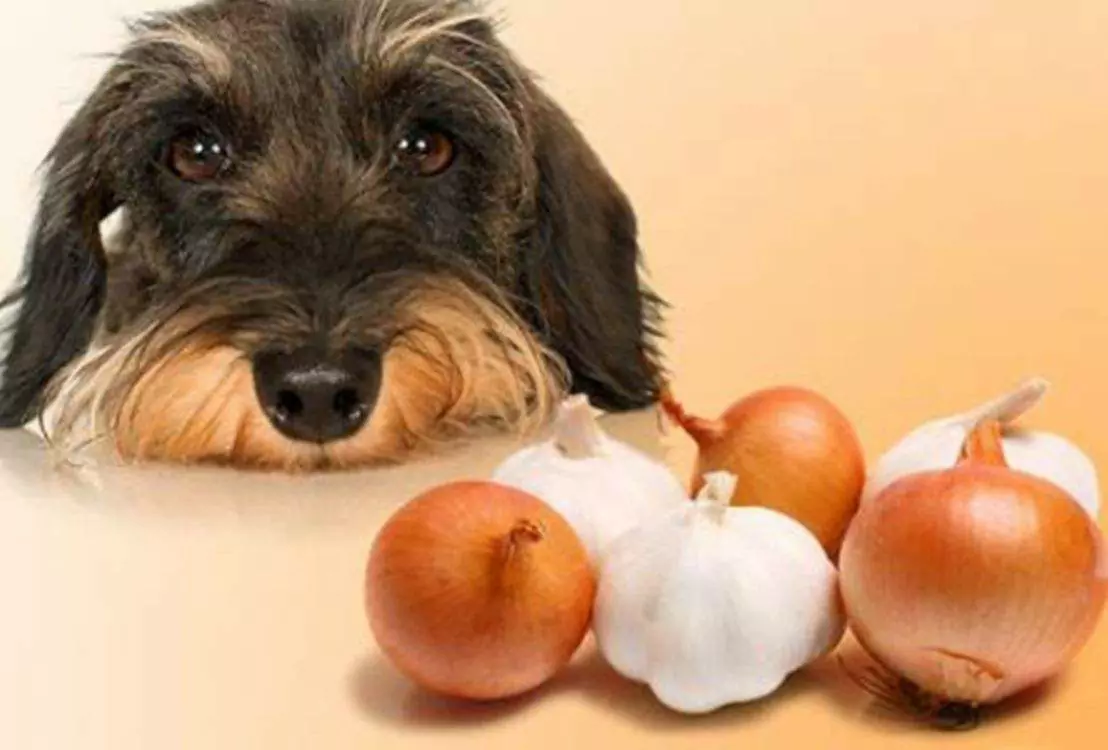 Os cães podem comer cebola? Porque é que as cebolas são tóxicas para os cães?