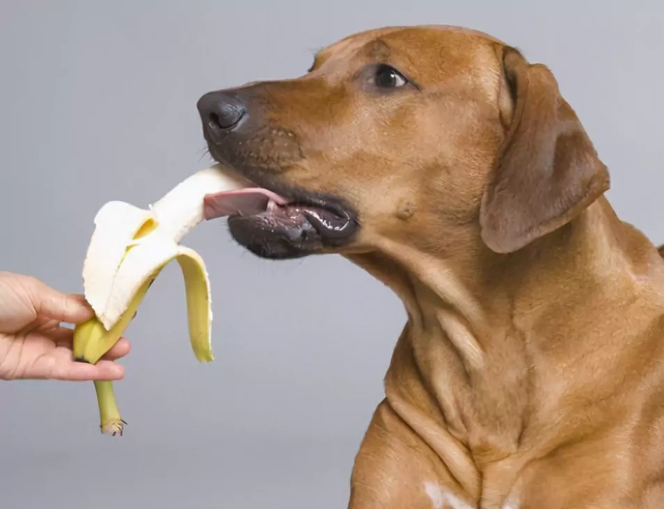 Que frutas podem os cães comer? Os prós e os contras de dar fruta aos cães e as precauções