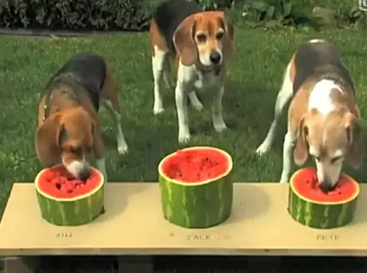 Os cães podem comer melancia? Quais são os benefícios da melancia para os cães?