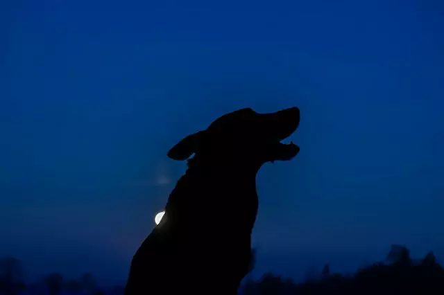 O que é que os cães vêem à noite?