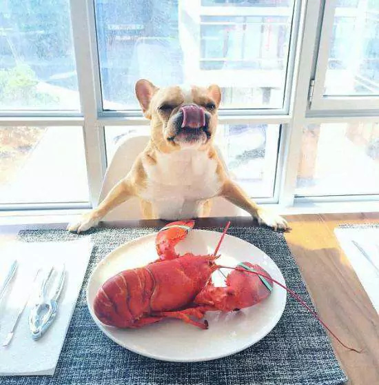 Os cães podem comer lagosta? Precauções para cães alimentadores
