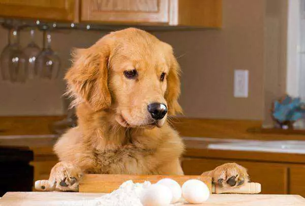 Os ovos crus são bons para os cães? Que outras desvantagens existem para os cães comerem ovos crus?