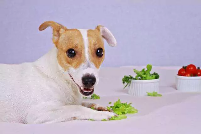 Os cães podem comer alface? Os cães precisam de ser cozinhados para comer vegetais