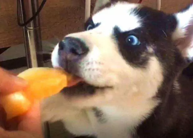 Os cães podem comer melão? Contra-indicações alimentares dos cães