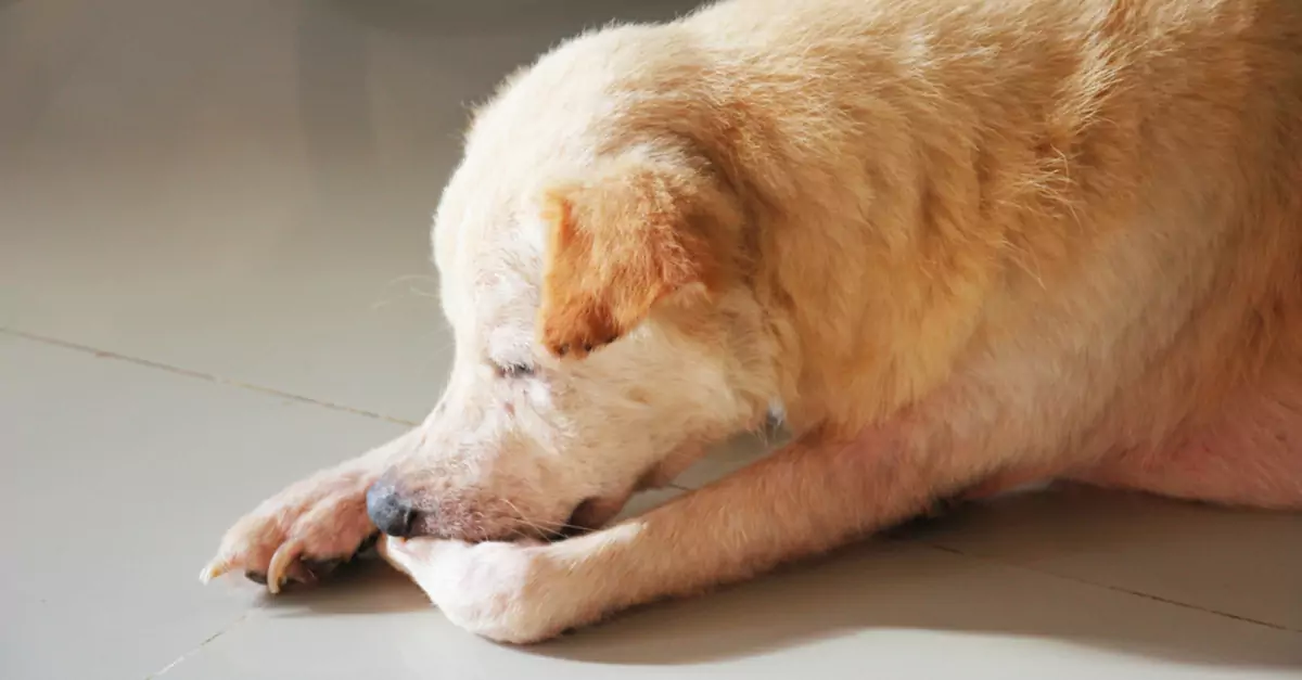 Porque é que os cães mastigam patas? Porque é que os cães mastigam sempre as suas patas? Quais são as formas de o aliviar?