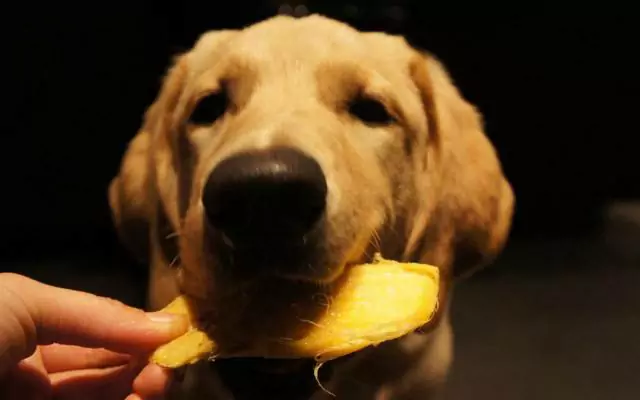 Os cães podem comer mangas? Quais são os benefícios de dar aos cães mangas