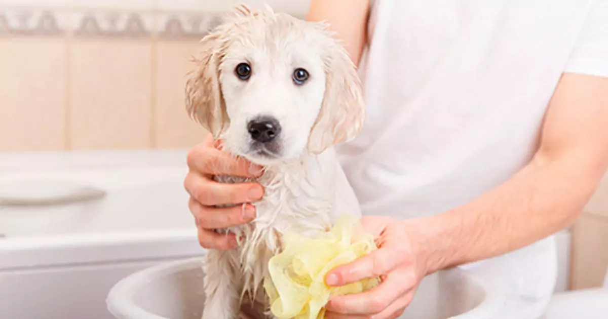 Com que frequência devo dar banho ao meu cão? Os perigos do banho frequente do cão