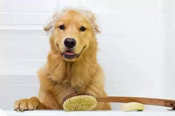 Como dar banho a um cão
