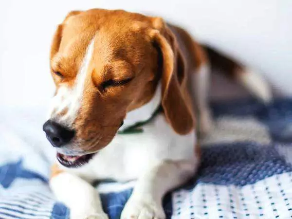Os cães podem apanhar uma constipação? Sintomas de constipação e gripe em cães