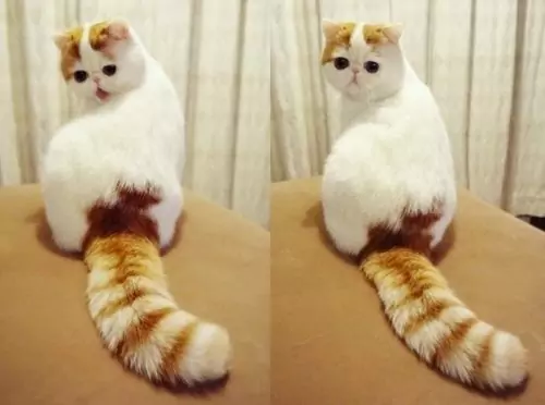 Porque é que os gatos têm caudas?