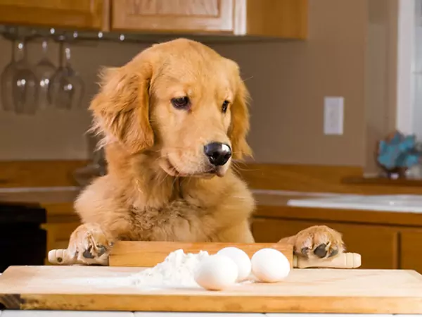 Os ovos são bons para os cães? Quais são os benefícios dos ovos para os cães?