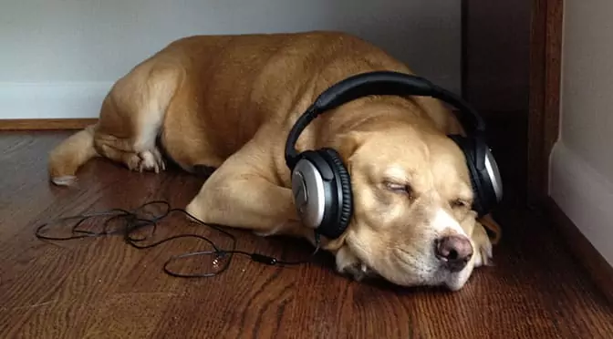 Os cães gostam de música? Que tipo de música é que os cães gostam?