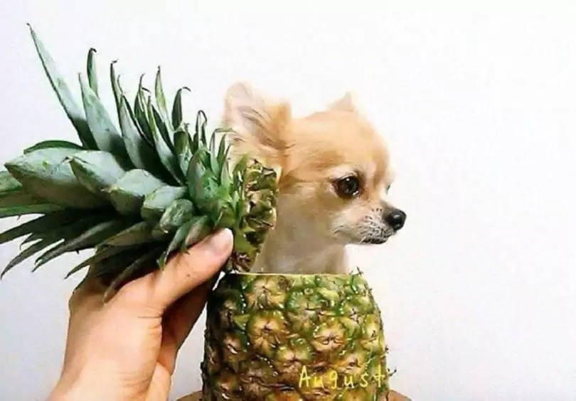 O ananás é mau para os cães