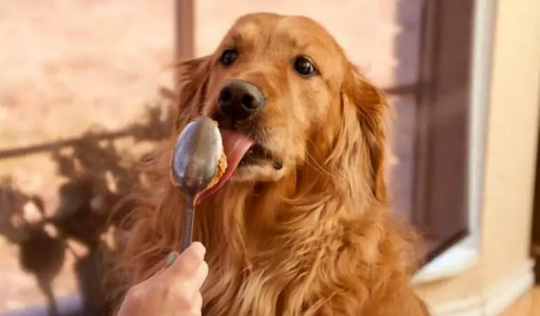 Os cães podem comer manteiga de amendoim? É saudável que os cães comam manteiga de amendoim?