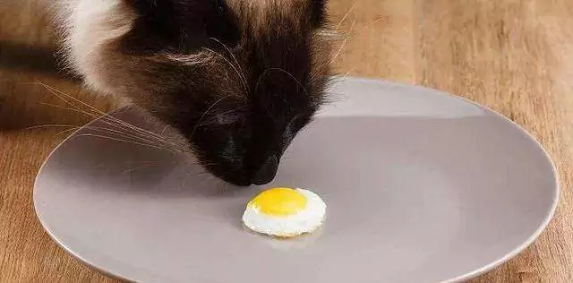 Os gatos podem comer ovos? Alimentos contra-indicados para gatos