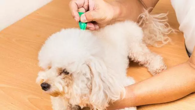 Como é que se livram as pulgas dos cães? Como prevenir e eliminar as pulgas em cães?